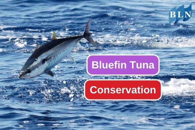 Bluefin Tuna Conservational Status